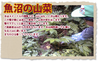魚沼の山菜