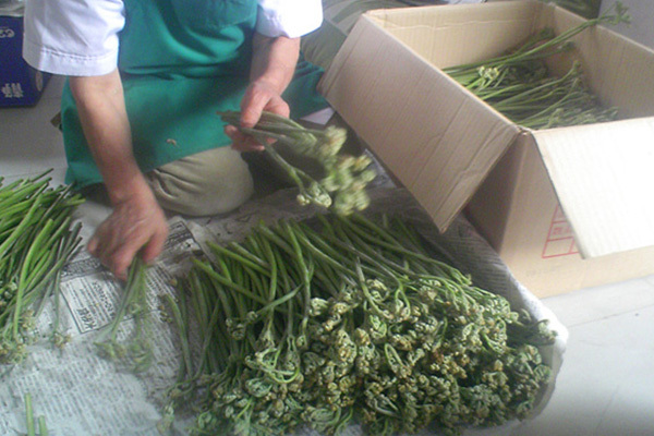 採れたて山菜をお届け