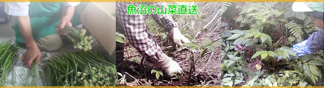 豊かな自然の中で育った新鮮な魚沼の山菜